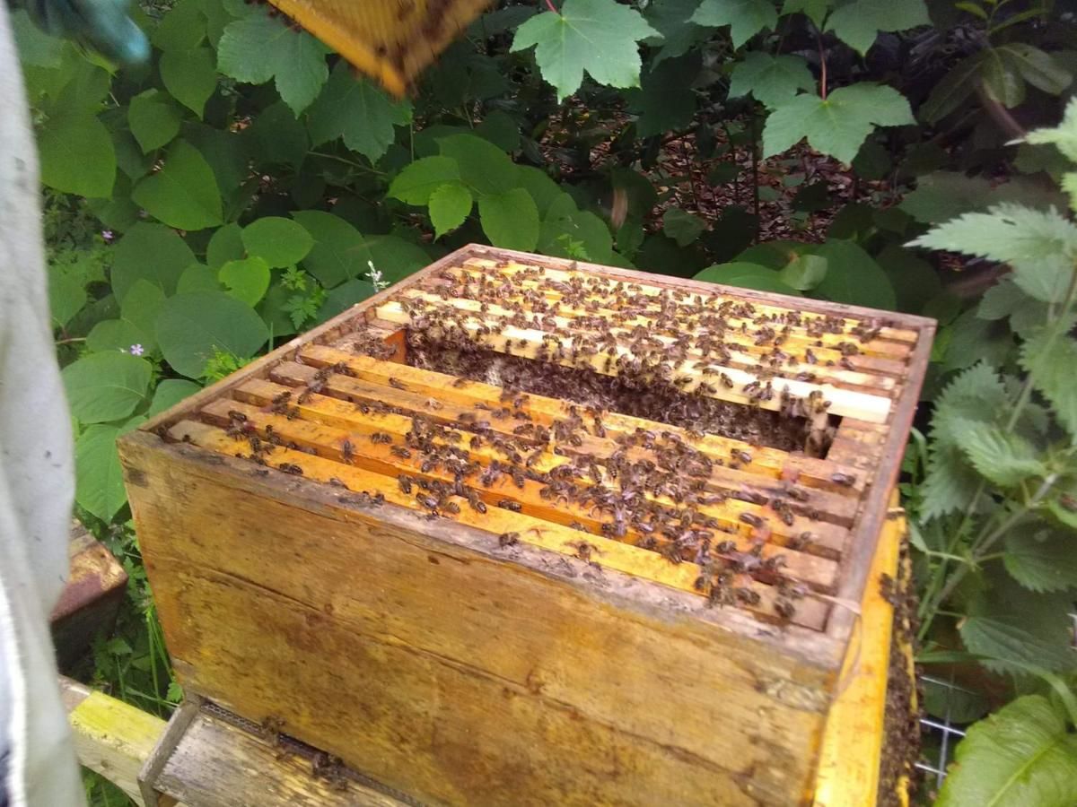 Гостевой дом Castletownmoor Clinic & Permaculture Farm Келс-19